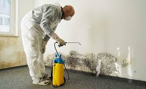 Best Commercial Mold Inspection  in Anderson, MO